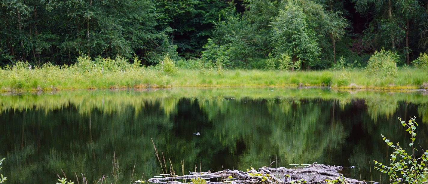 Gewässer im Naturpark Kolk nahe des Naturparkzentrums Uhlenkolk
