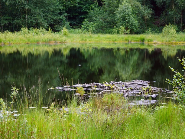 Gewässer im Naturpark Kolk nahe des Naturparkzentrums Uhlenkolk
