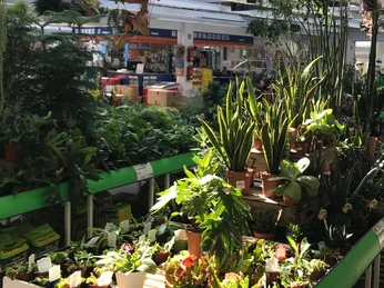 Hagebau kompakt Gartenmarkt Zimmerpflanzen Hagebau kompakt Gartenmarkt Zimmerpflanzen