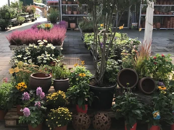 Hagebau kompakt Gartenmarkt Pflanzen Hagebau kompakt Gartenmarkt Pflanzen