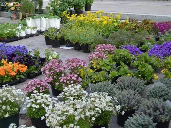 Wochenmarkt Otterndorf