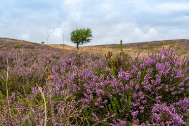 TSWB-Jasmin-Heimberger-Besenheide-mit-Baum.jpg ein Büschel Besenheide im Vordergrund, dahinter Heidelandschaft