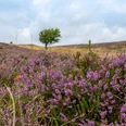 TSWB-Jasmin-Heimberger-Besenheide-mit-Baum.jpg ein Büschel Besenheide im Vordergrund, dahinter Heidelandschaft