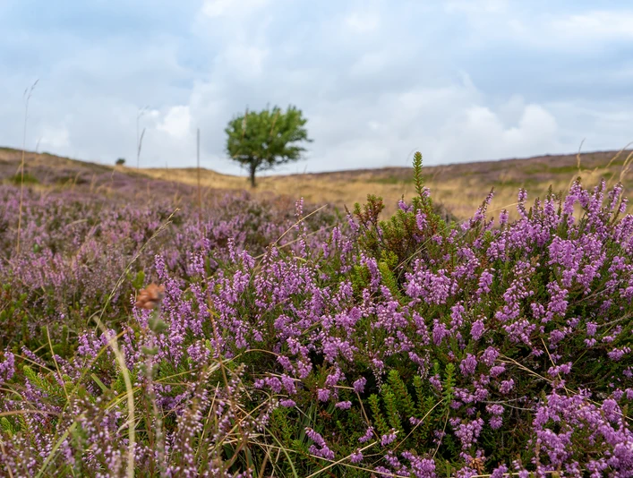 TSWB-Jasmin-Heimberger-Besenheide-mit-Baum.jpg ein Büschel Besenheide im Vordergrund, dahinter Heidelandschaft