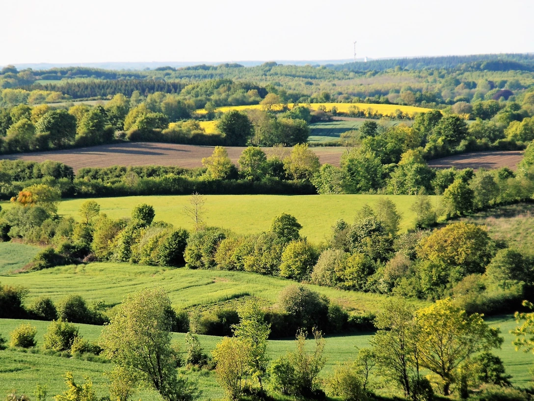 pilze-373natur.jpg Knicks mit Feldern, Wiesen und Wäldern
