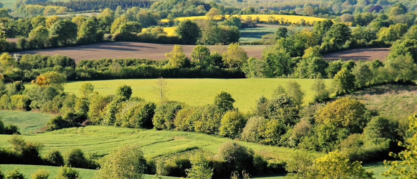 pilze-373natur.jpg Knicks mit Feldern, Wiesen und Wäldern