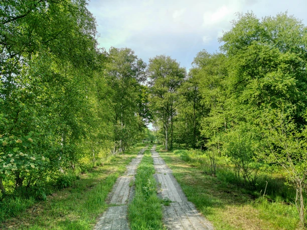 Moorimpressionen 3-min.jpg