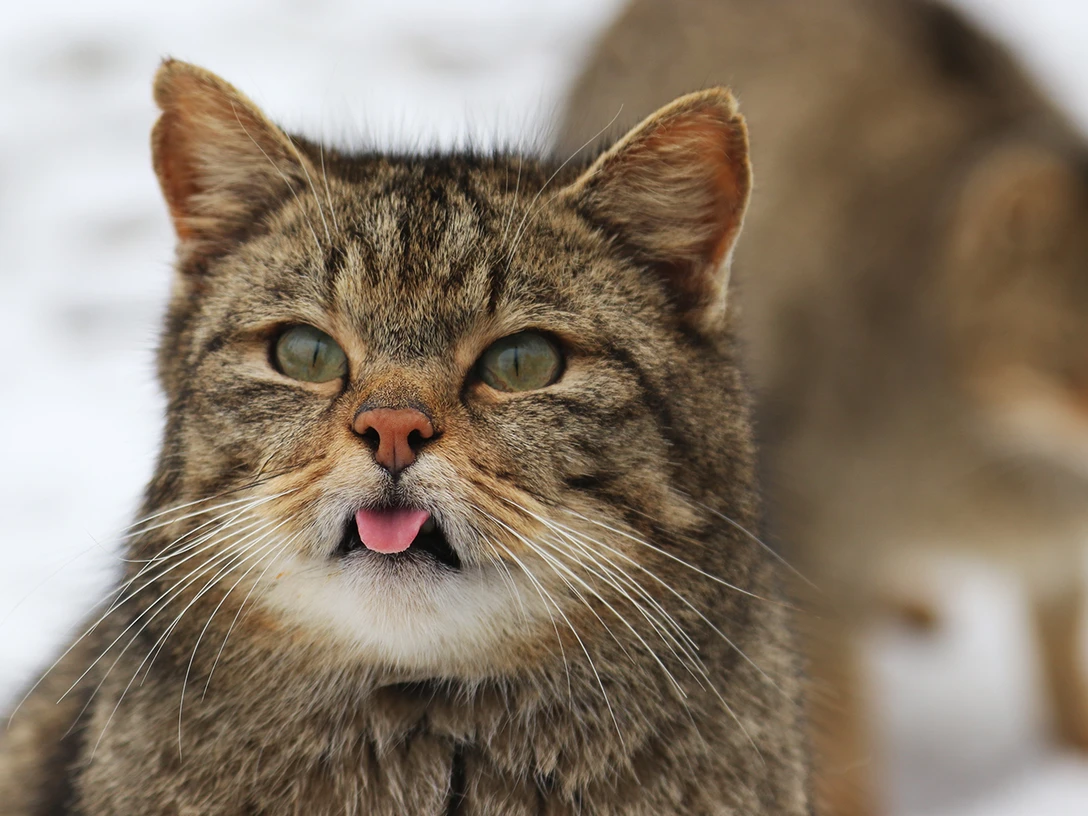 wildkatzengehege-bad-harzburg
