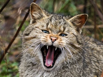 wildkatzengehege-bad-harzburg