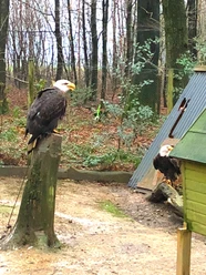 Adler in der Falknerei Bergisch Land Adler in der Falknerei Bergisch Land
