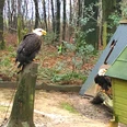 Adler in der Falknerei Bergisch Land Adler in der Falknerei Bergisch Land