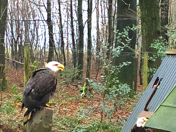 Adler in der Falknerei Bergisch Land Adler in der Falknerei Bergisch Land