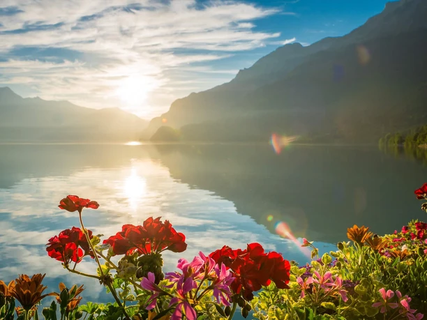boenigen-blumen-geranien-sommer-brienzersee-ts-aussicht.jpg
