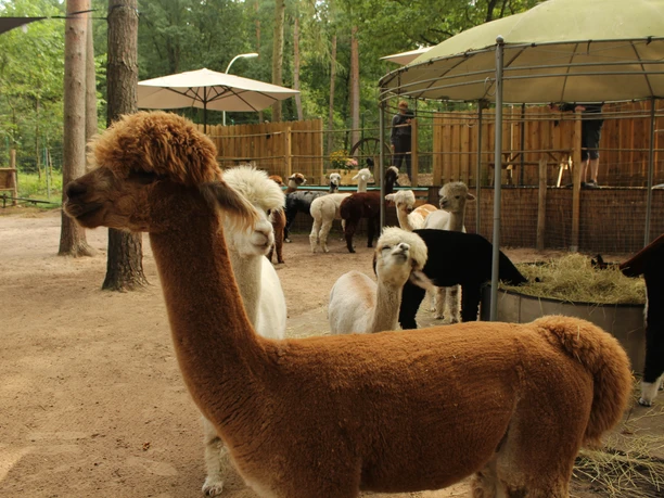 Braune und weiße Alpakas stehen in einem sonnigen Gehege, umgeben von Bäumen und Sonnenschirmen.