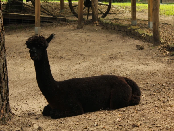 Ein schwarzes Alpaka mit dichter Wolle liegt entspannt auf sandigem Boden in einem gut umzäunten Gehege.