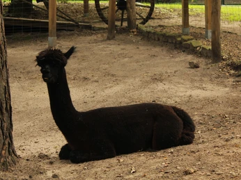 Alpaka Dörverden Ein schwarzes Alpaka mit dichter Wolle liegt entspannt auf sandigem Boden in einem gut umzäunten Gehege.