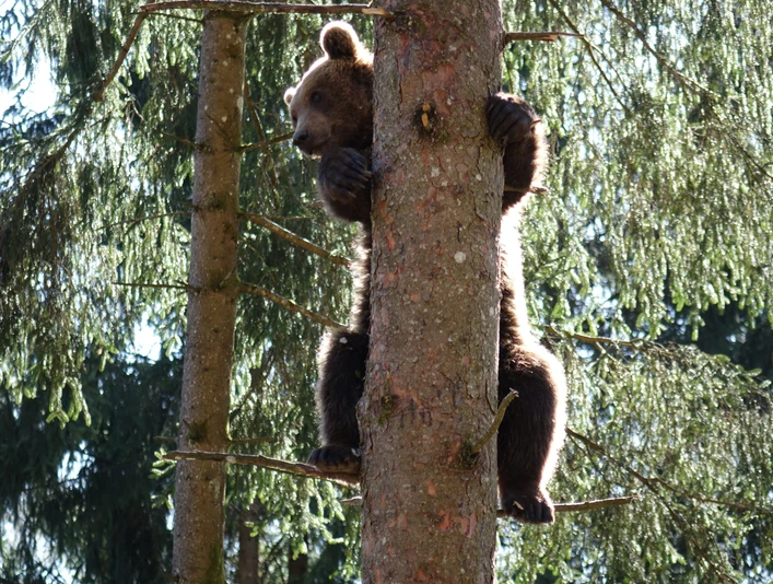 Alternativer Wolf Baerenpark Baer Alternativer Wolf Baerenpark Baer