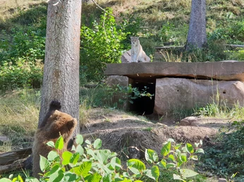 Alternativer Wolf Baerenpark Gehege Alternativer Wolf Baerenpark Gehege