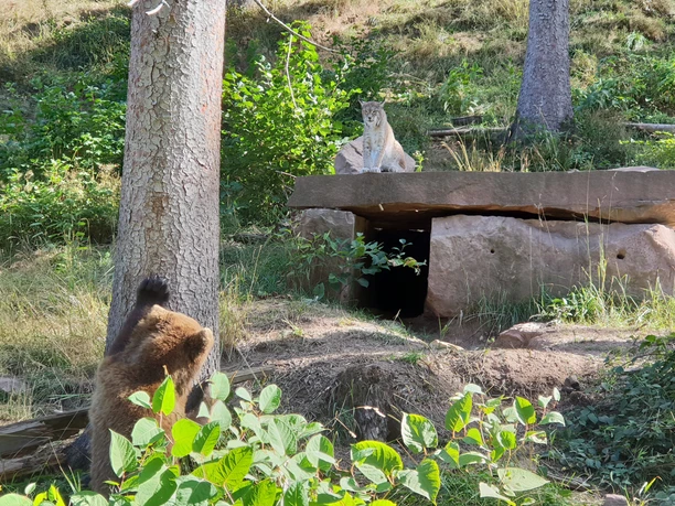 Alternativer Wolf Baerenpark Gehege Alternativer Wolf Baerenpark Gehege