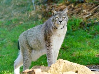 Alternativer Wolf Baerenpark Luchs Alternativer Wolf Baerenpark Luchs