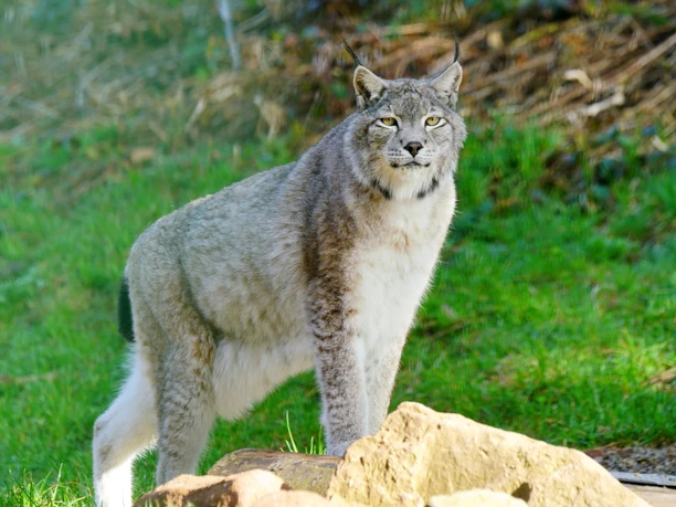 Alternativer Wolf Baerenpark Luchs Alternativer Wolf Baerenpark Luchs