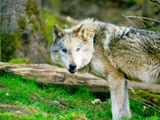 Alternativer Wolf Baerenpark Wolf