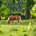 Pferd auf der Weide in Aurich Ostfriesland Pferd auf der Weide in Aurich Ostfriesland