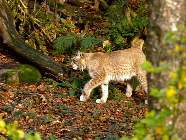 Luchstour Bad Harzburg Premiumwanderung Harz Wanderung-Bad-Harzburg Wandern-im-Harz 10.jpg