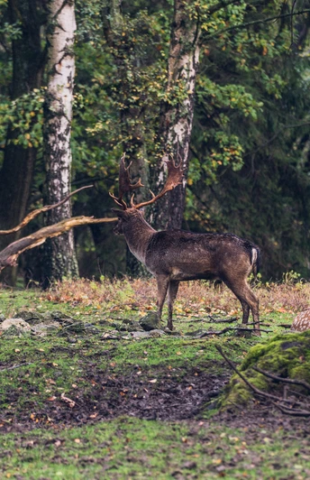 Hirsch_Herbst.jpg Hirsch_Herbst.jpg