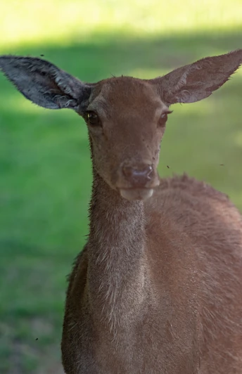 wildgehege-bad-harzburg