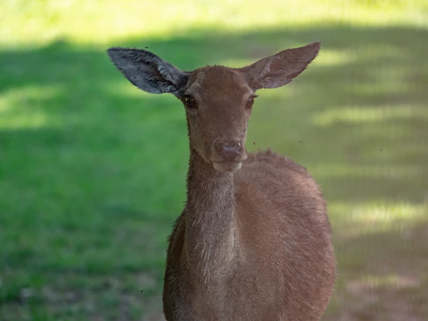 wildgehege-bad-harzburg