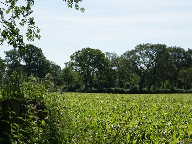 Wallhecke in Aurich Südroute mit dem Rad Wallhecke in Aurich Südroute mit dem Rad