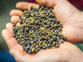 Bauernrauchbesichtigung Raeucherspezialitaeten Pfau Wacholderbeeren Bauernrauchbesichtigung Raeucherspezialitaeten Pfau Wacholderbeeren