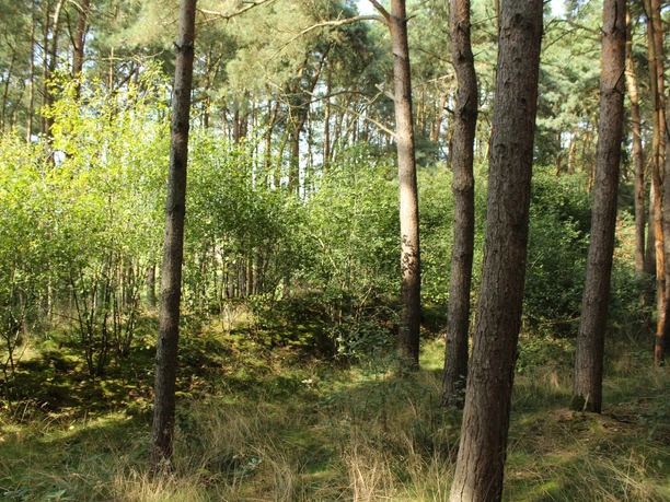 Hügelgrab Wöpse Bewaldeter Bereich mit Nadel- und Laubbäumen; darunter verbirgt sich das Hügelgrab Wöpse.