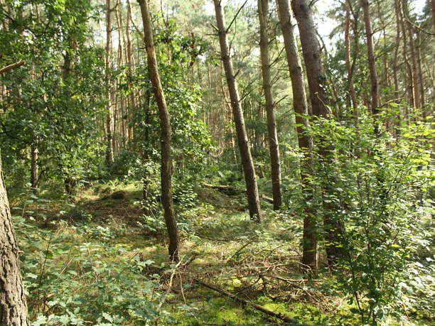 Waldszene mit dicht gewachsenen, hohen Bäumen, grünem Blattwerk und Sonnenlicht, das den Boden bestrahlt.