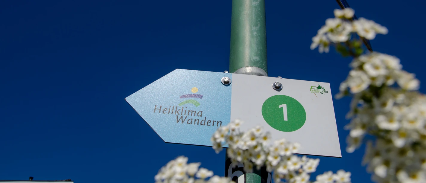 Heilklimaweg 1 Wegweiser für "Heilklima Wandern" mit blühenden Zweigen im Vordergrund vor blauem Himmel.