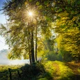 Oberagger Heilklimaweg Sonnenstrahlen durchleuchten einen herbstlichen Waldweg, umgeben von bunten Bäumen und ruhiger Natur.