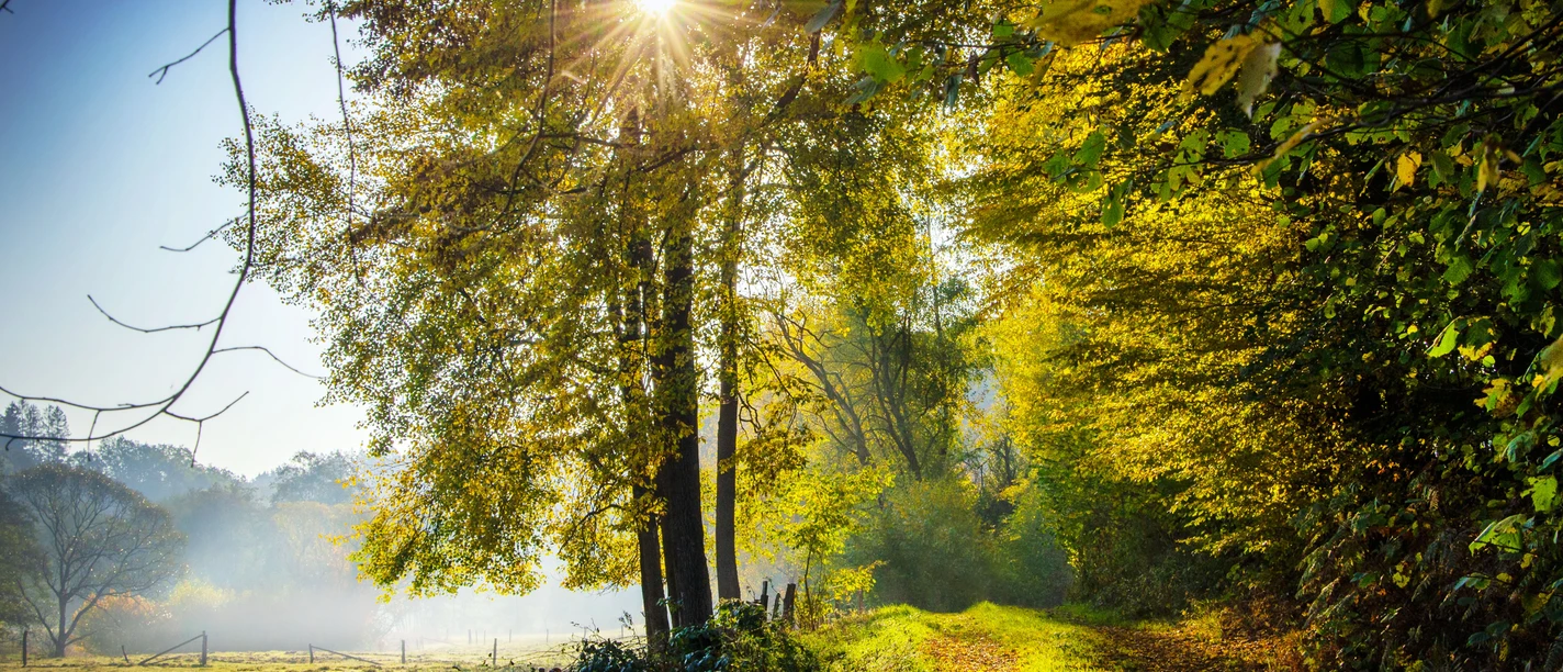 Oberagger Heilklimaweg Sonnenstrahlen durchleuchten einen herbstlichen Waldweg, umgeben von bunten Bäumen und ruhiger Natur.
