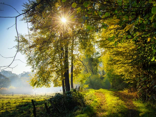 Oberagger Heilklimaweg Sonnenstrahlen durchleuchten einen herbstlichen Waldweg, umgeben von bunten Bäumen und ruhiger Natur.