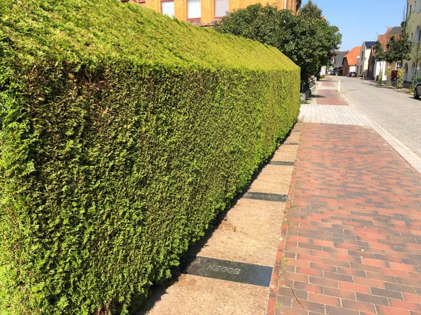 Eine dichte, grüne Hecke säumt einen gepflasterten Gehweg, der entlang einer ruhigen Straße verläuft.