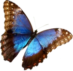 butterfly_logo butterfly_logo