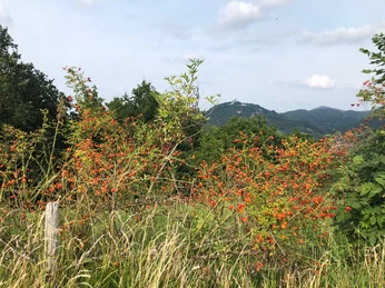 Blick vom Rodderberg
