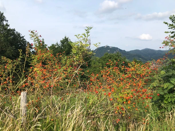 Blick vom Rodderberg