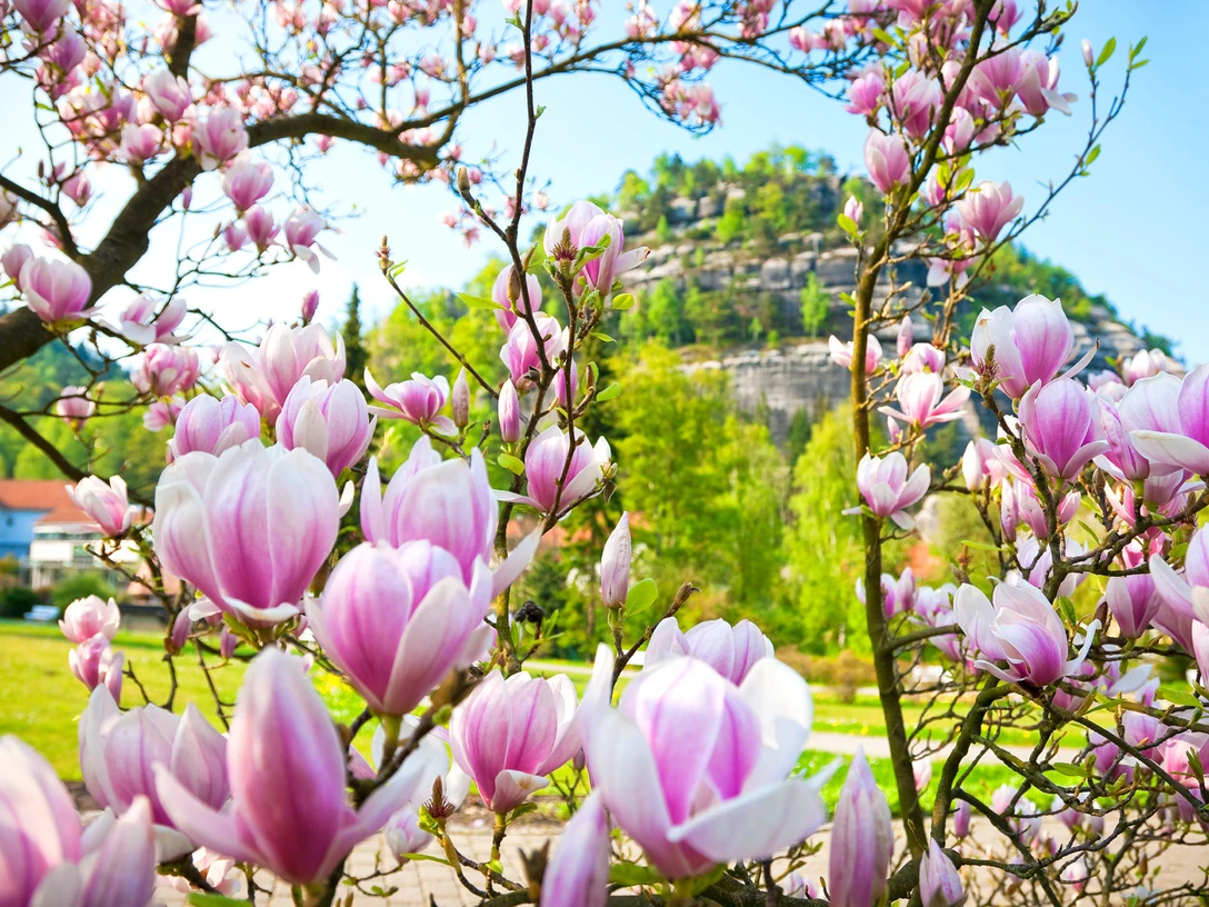 Oybin im Frühling Oybin im Frühling