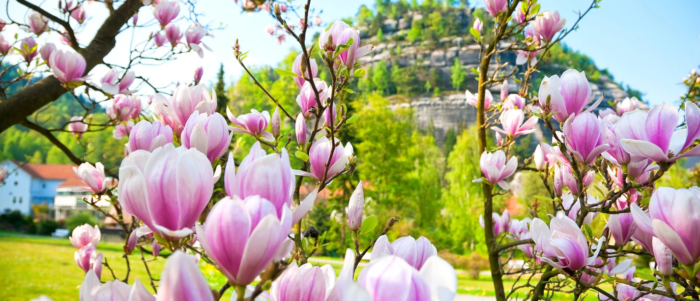 Oybin im Frühling Oybin im Frühling