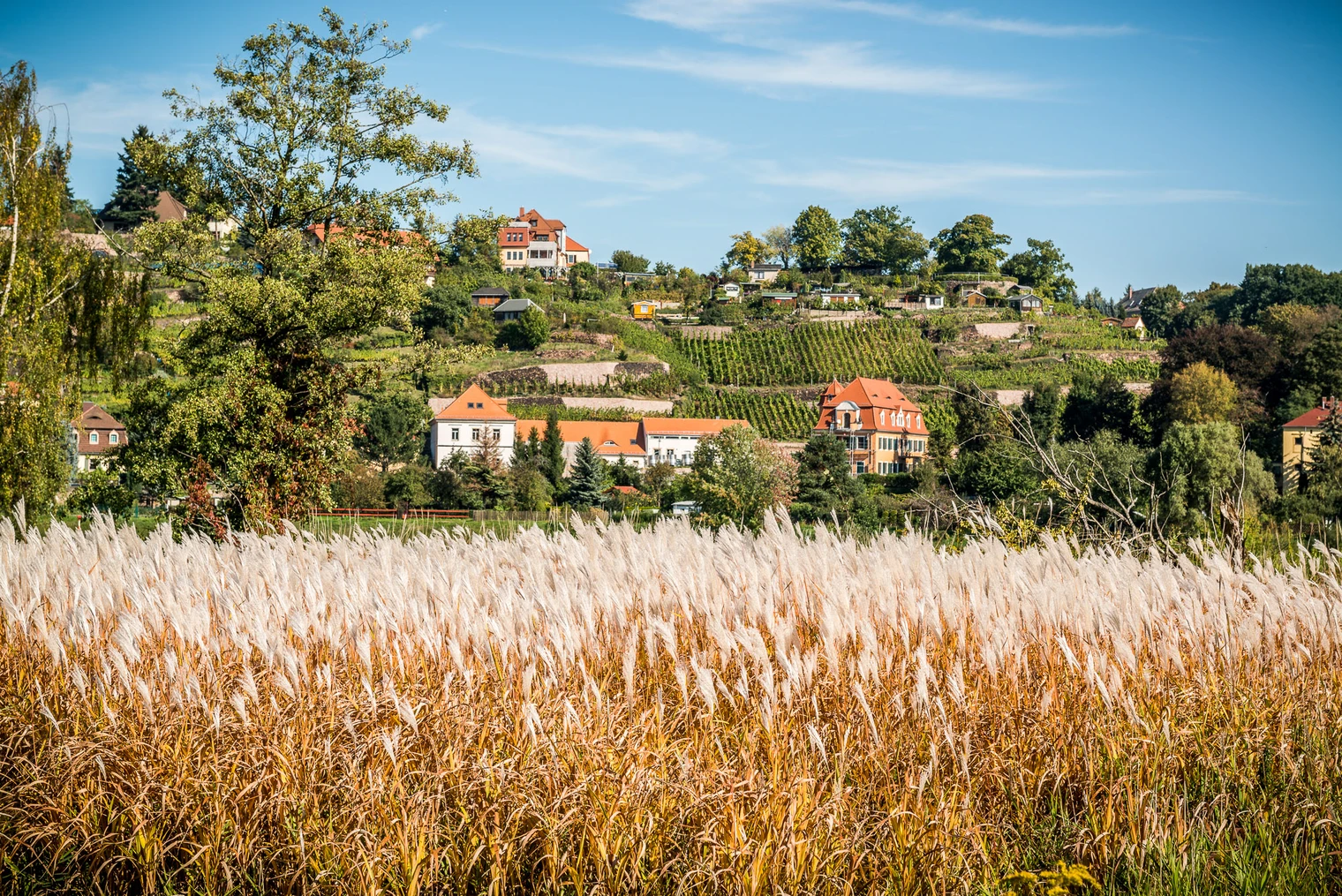 Weinberge an der Elbe Weinberge an der Elbe