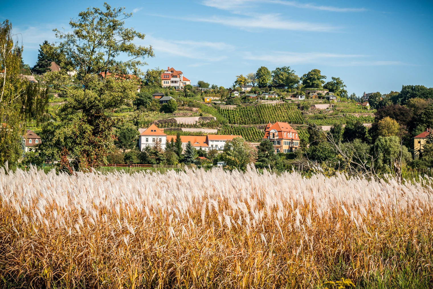 Weinberge an der Elbe Weinberge an der Elbe