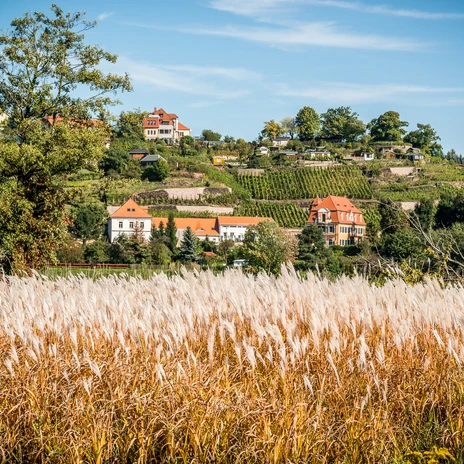 Weinberge an der Elbe
