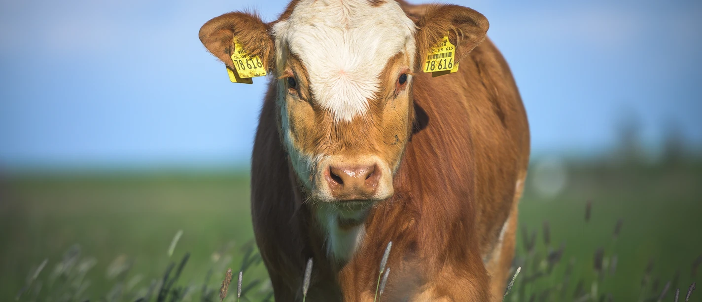 Kühe (1).jpg