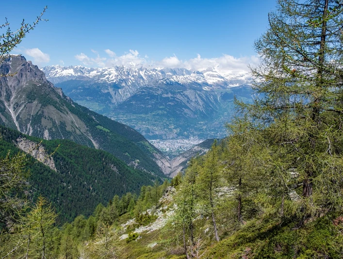 Chapfwald Rothwald mit Blick auf Brig und das Glishorn